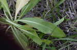 Shortleaf sneezeweed